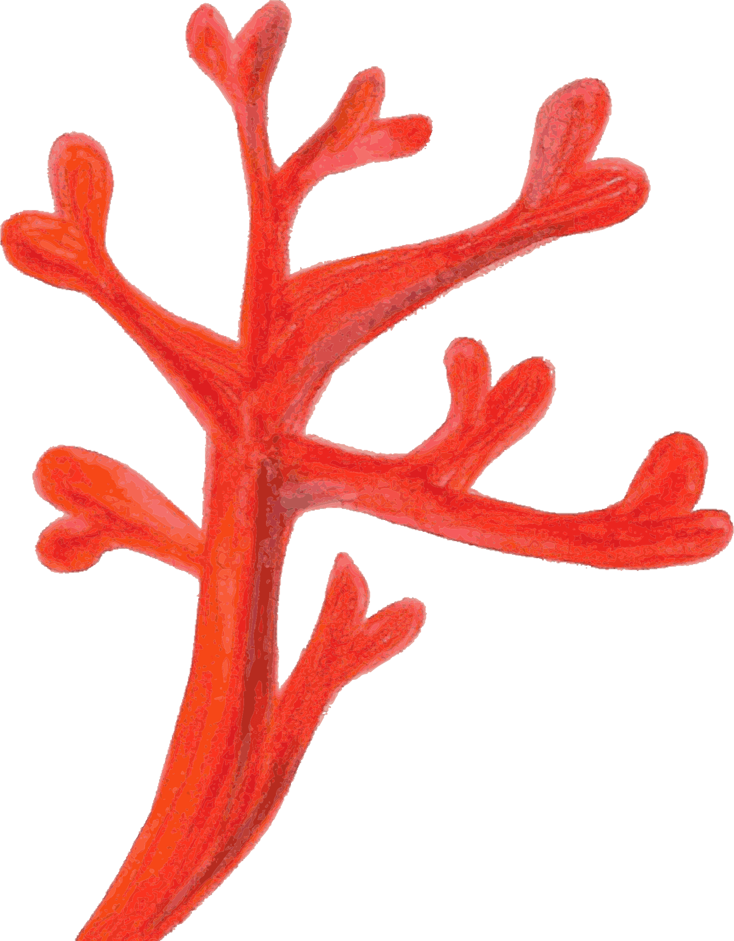 Red Coral Branch Isolated PNG Image