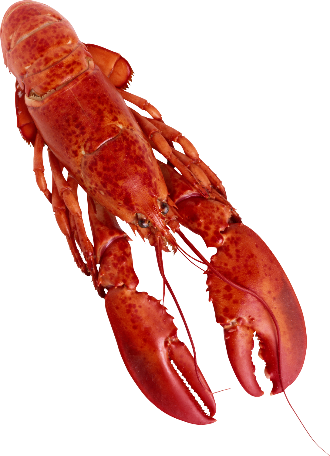 Red Crayfish Isolatedon Transparent Background PNG Image