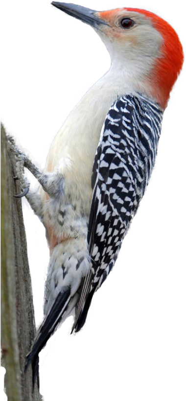 Red Crested Woodpecker Perched PNG Image