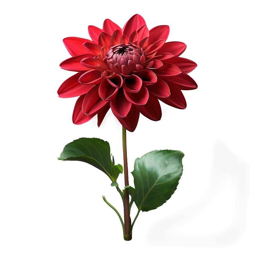 Red Dahlia Flowers Png 06122024 PNG Image