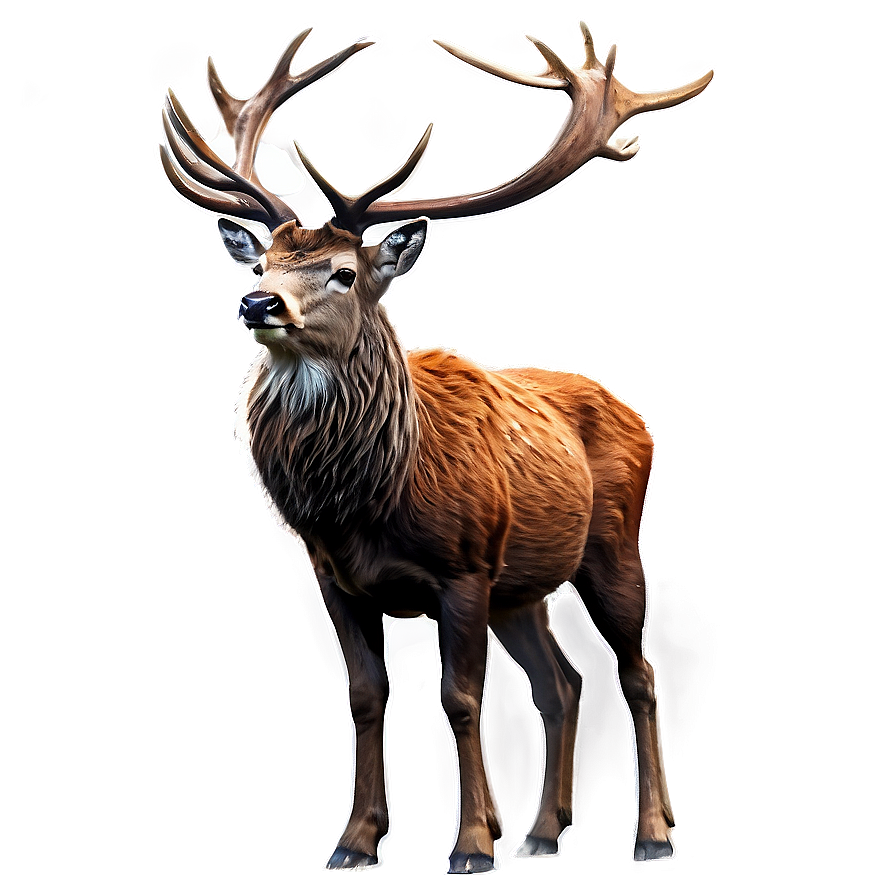 Red Deer Stag Png Nge63 PNG Image