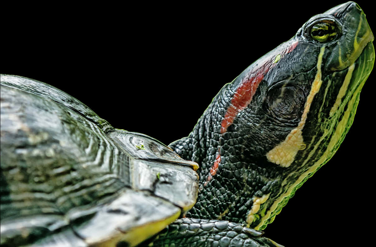 Red Eared Slider Profile PNG Image