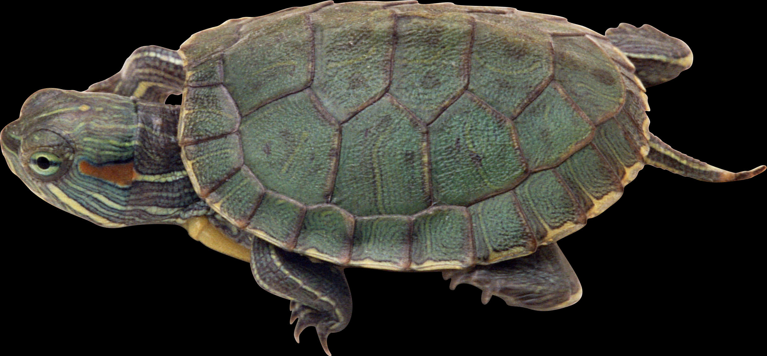 Red Eared Slider Turtle Isolated PNG Image