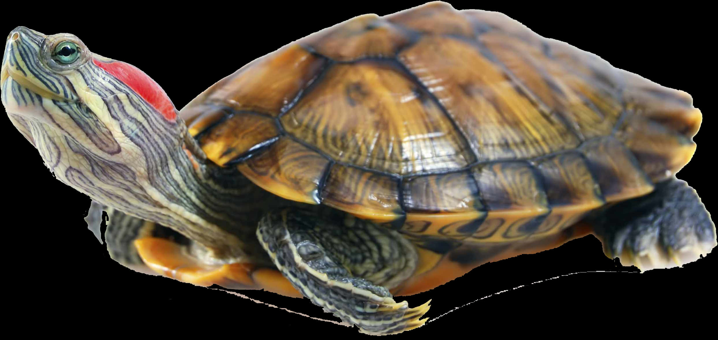 Red Eared Slider Turtle Profile PNG Image