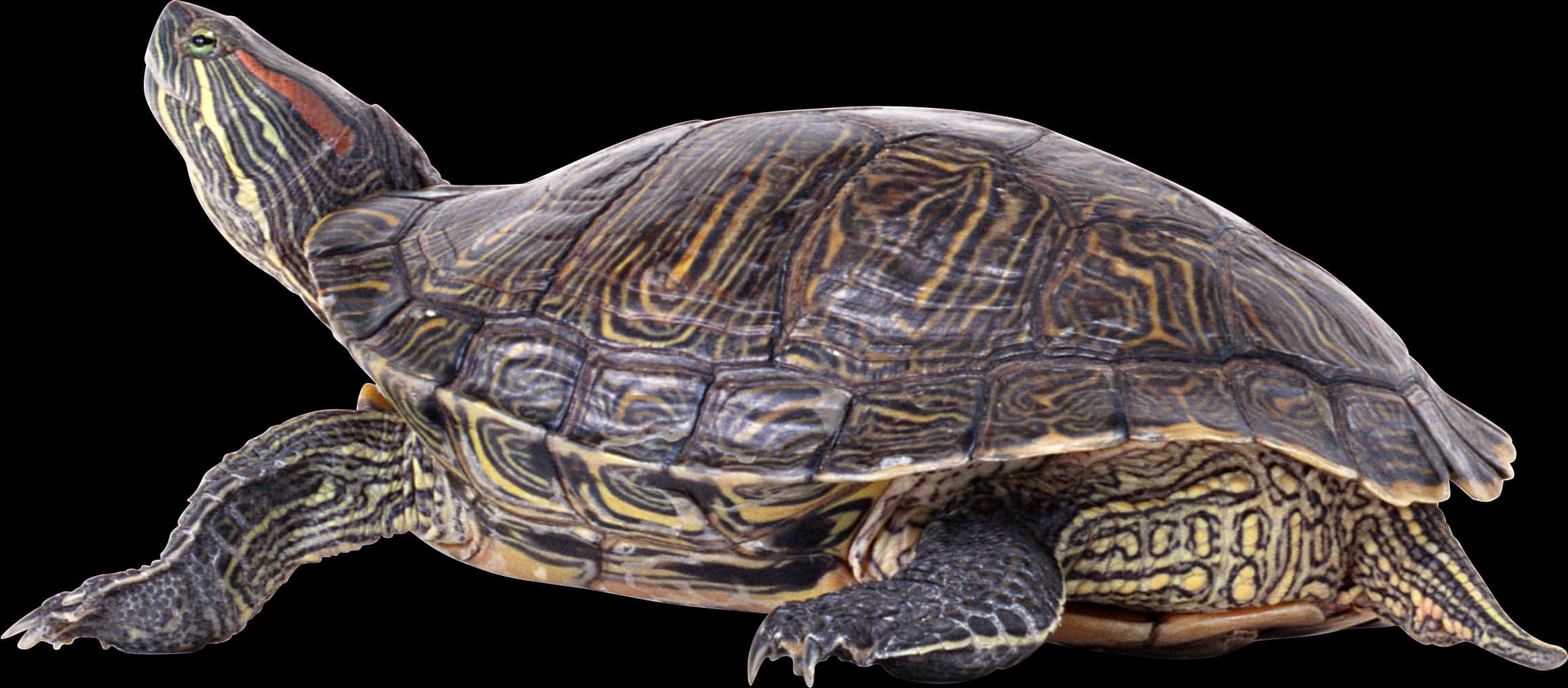 Red Eared Slider Turtle Profile PNG Image