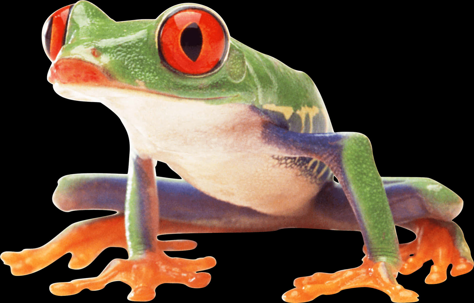 Red Eyed Tree Frog Profile PNG Image