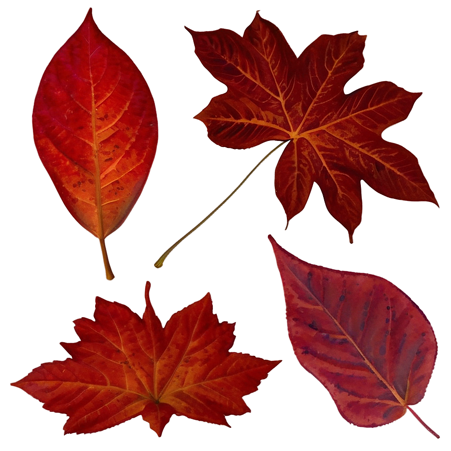 Red Fall Foliage Leaf Png 05252024 PNG Image