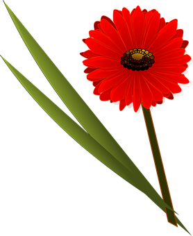 Red Flower Black Background PNG Image