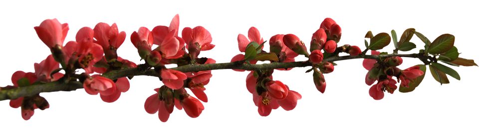 Red Flowering Branch Transparent Background.png PNG Image