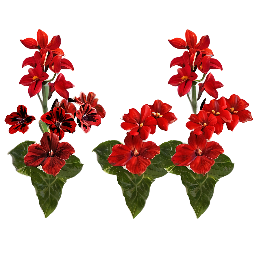 Red Flowers Close-up Png Liu25 PNG Image