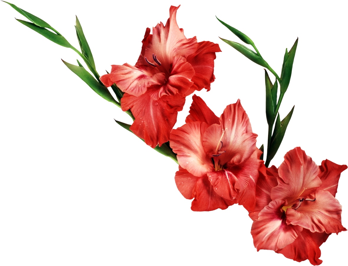 Red Gladiolus Flowers Transparent Background PNG Image