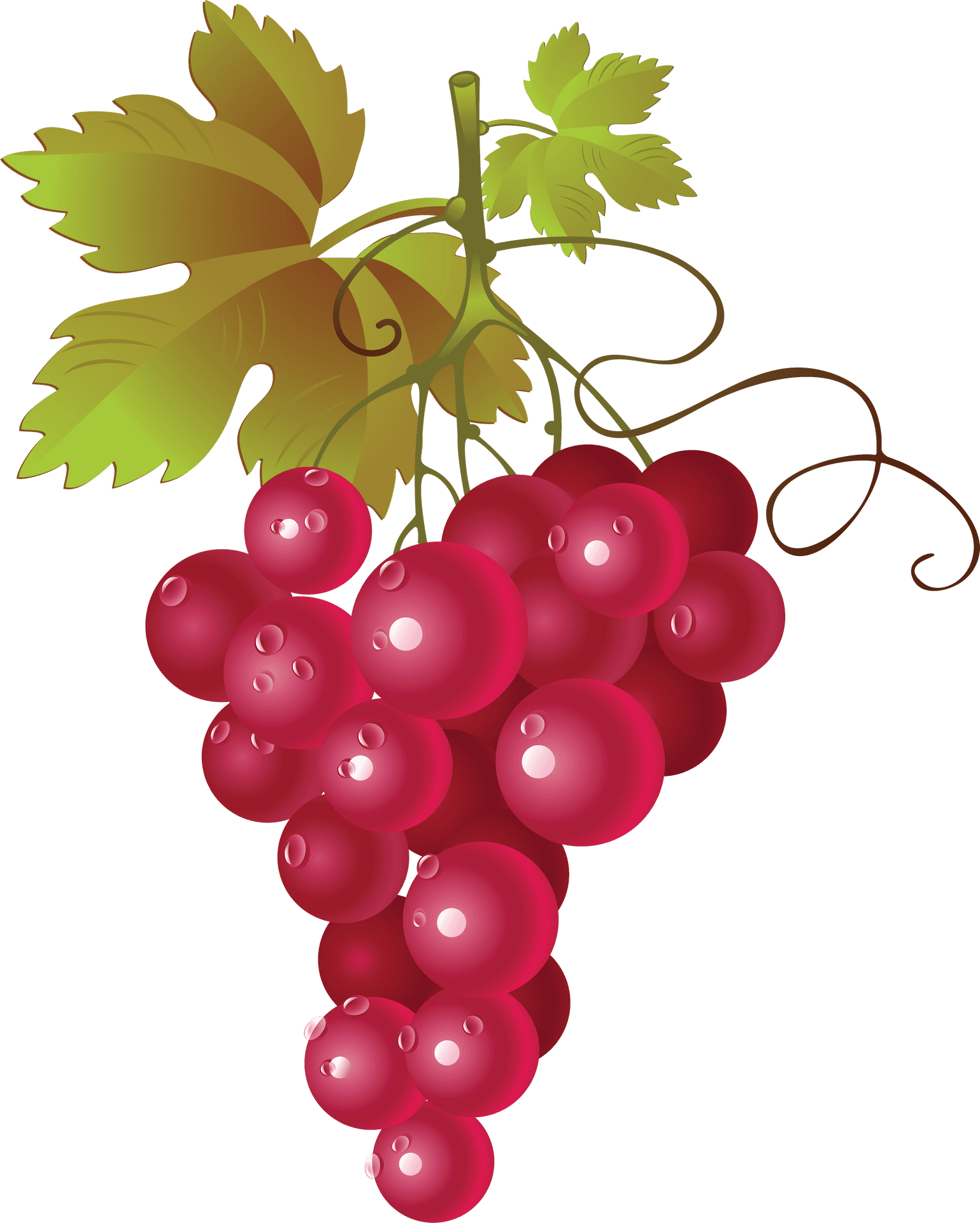 Red Grape Cluster Illustration PNG Image