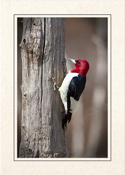 Red Headed Woodpecker On Tree PNG Image