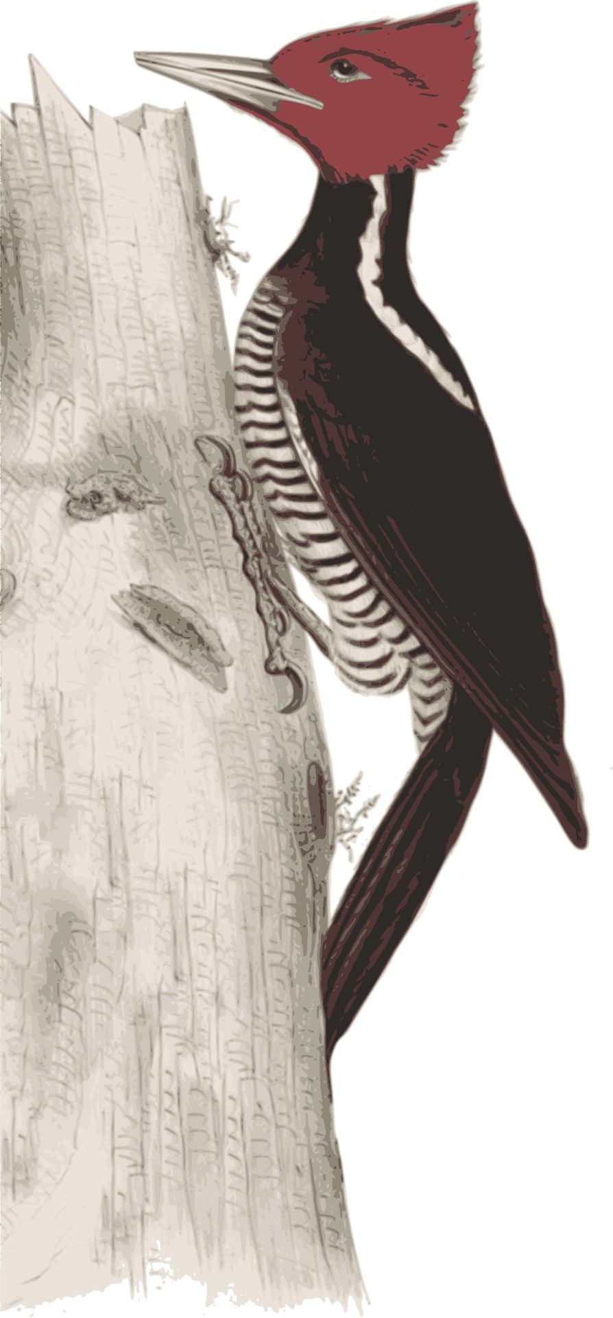 Red Headed Woodpecker On Tree PNG Image