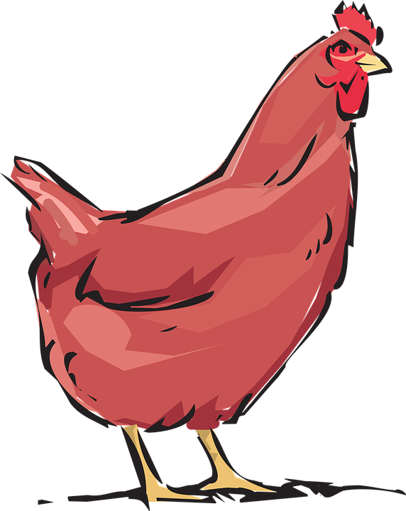 Red Hen Illustration PNG Image