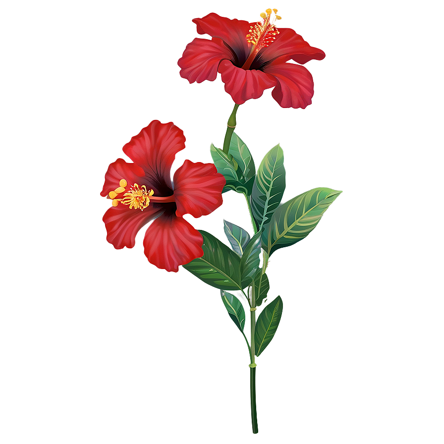 Red Hibiscus Png 05232024 PNG Image