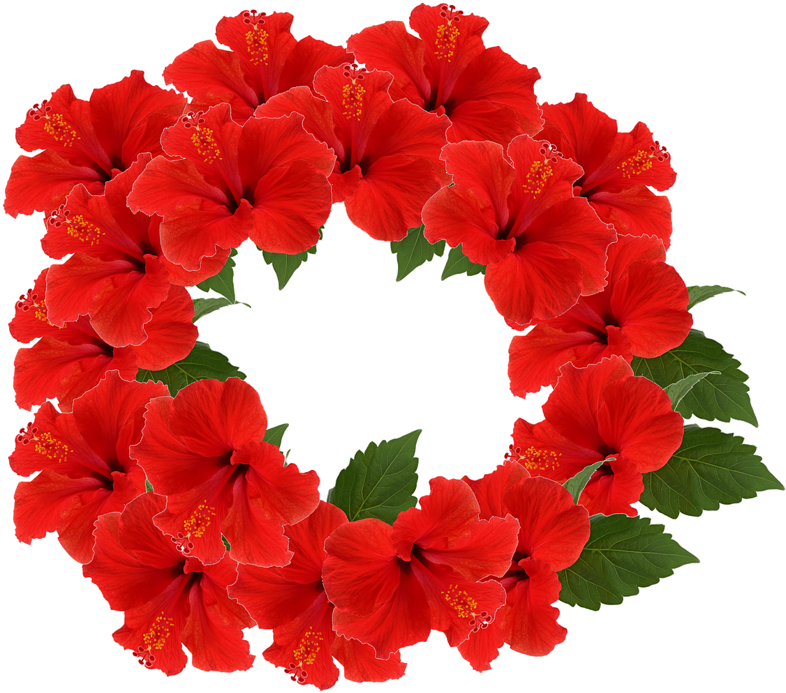 Red Hibiscus Wreath Transparent Background PNG Image