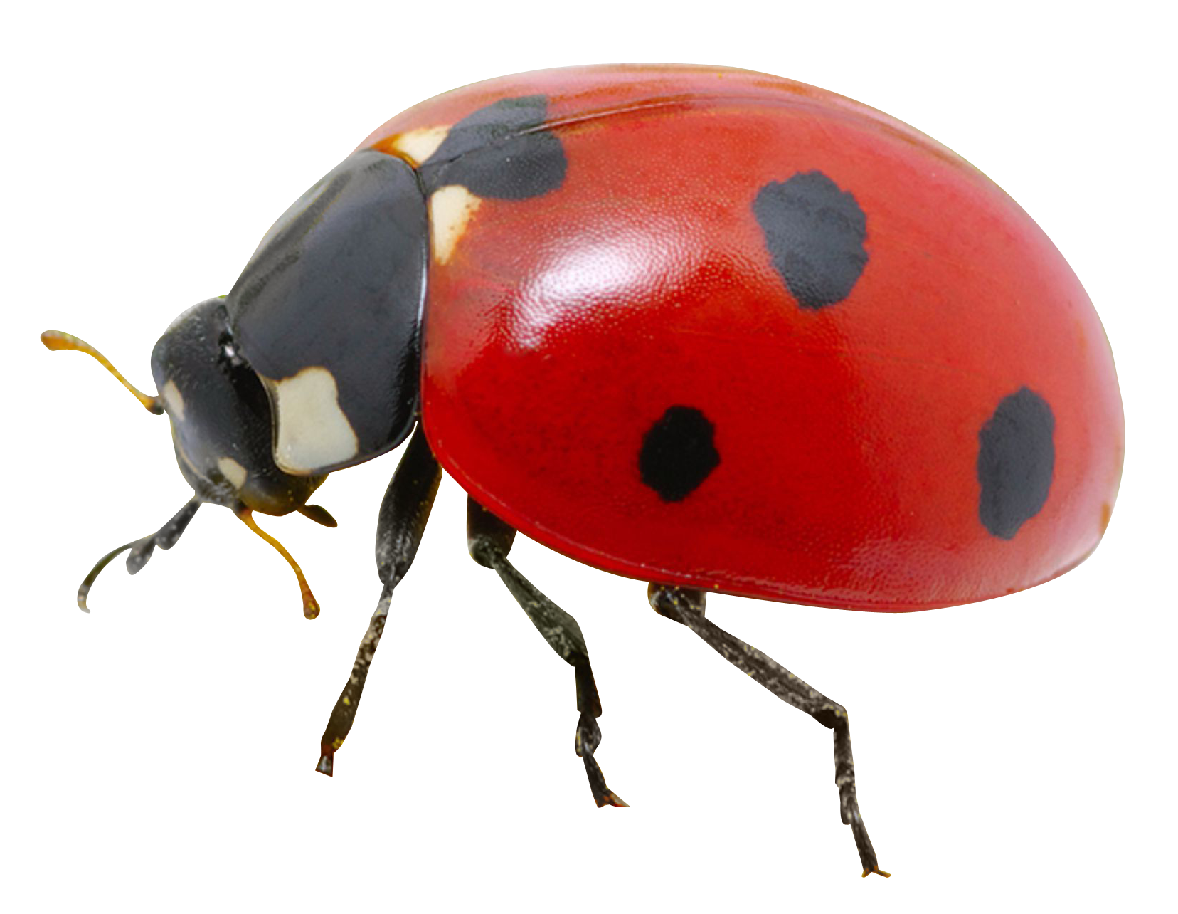 Red Ladybug Closeup.png PNG Image