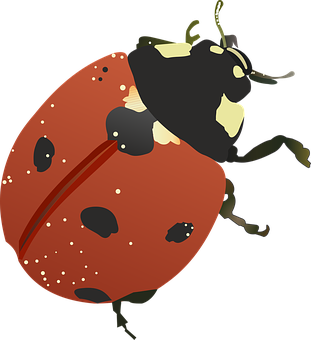 Red Ladybug Illustration PNG Image