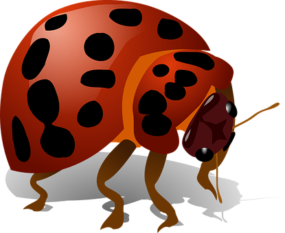 Red Ladybug Illustration PNG Image