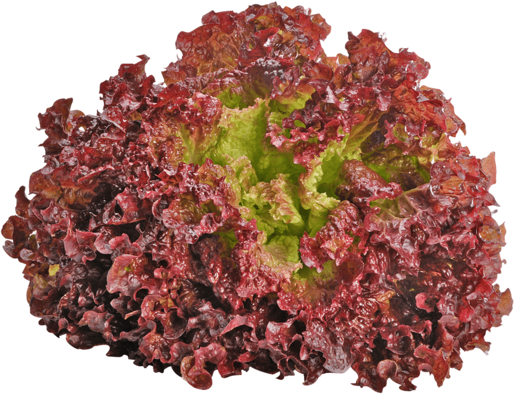 Red Leaf Lettuce Isolated PNG Image