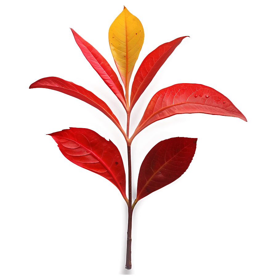 Red Leaf Png 05032024 PNG Image