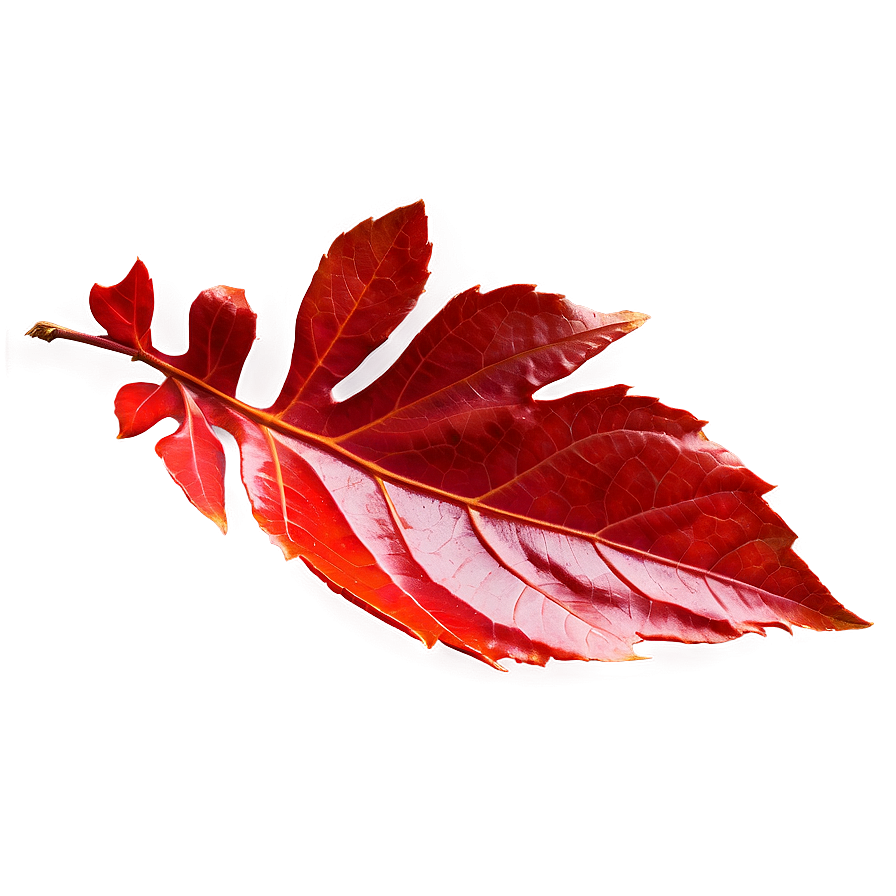 Red Leaf Png Xft PNG Image