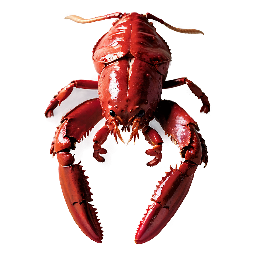 Red Lobster Graphic Design Png 06242024 PNG Image