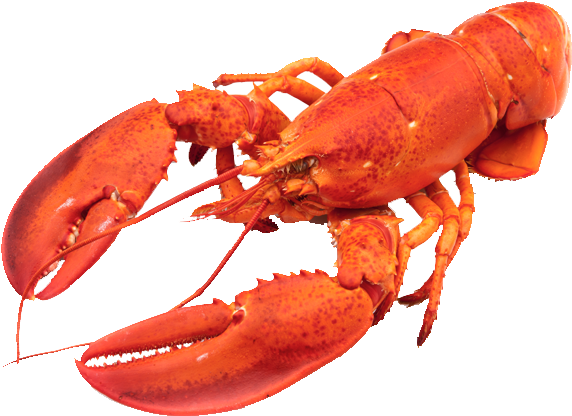 Red Lobster Isolated.png PNG Image