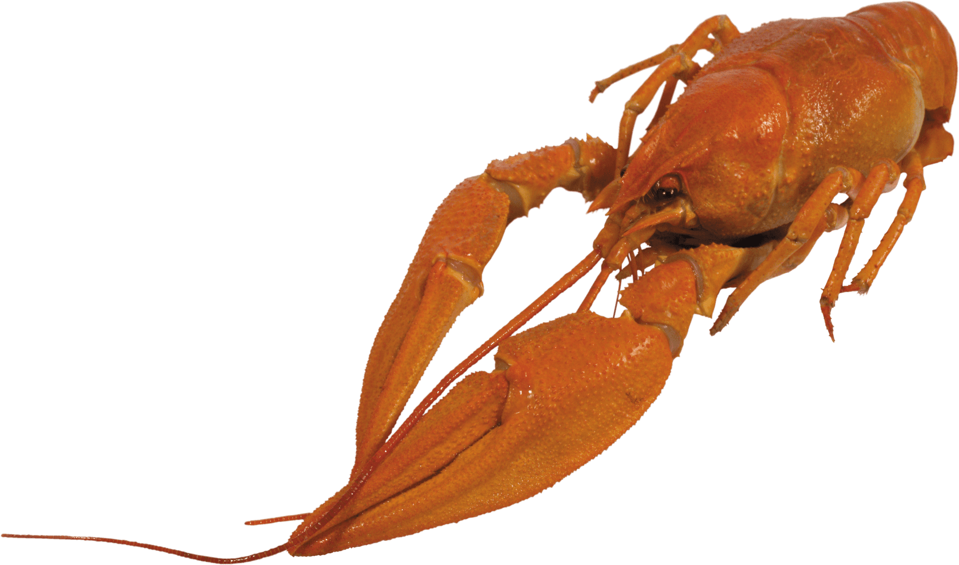 Red Lobster Isolatedon Blue Background.png PNG Image