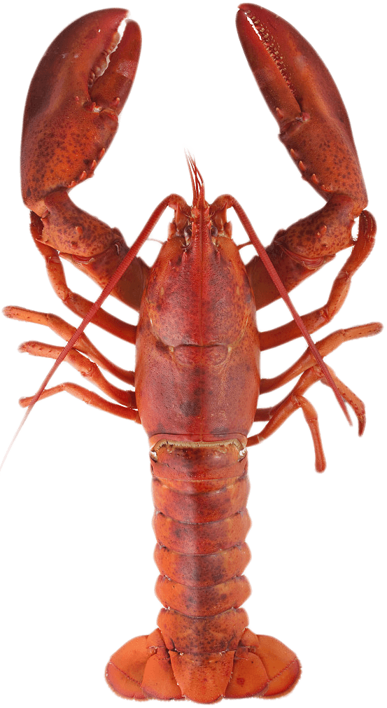 Red Lobster Standing Transparent Background.png PNG Image