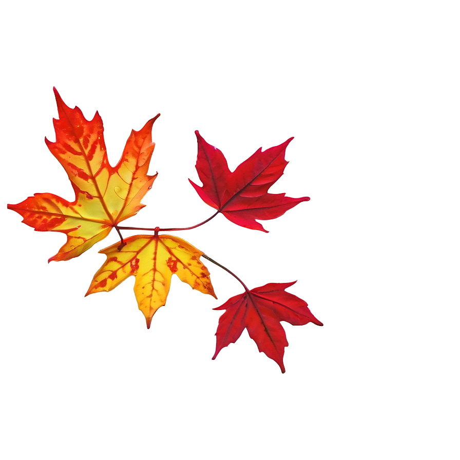 Red Maple Leaves Fall Png 05042024 PNG Image