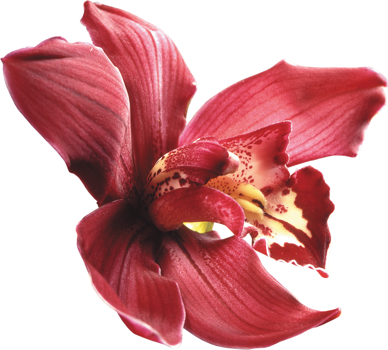 Red Orchid Isolated Background.png PNG Image