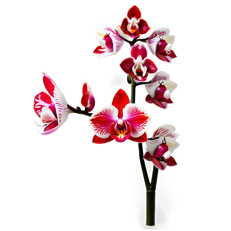 Red Orchids Elegance Png 06122024 PNG Image