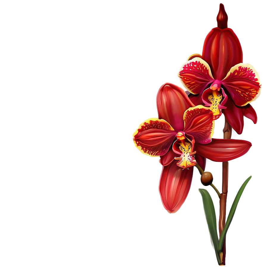 Red Orchids Elegance Png 23 PNG Image