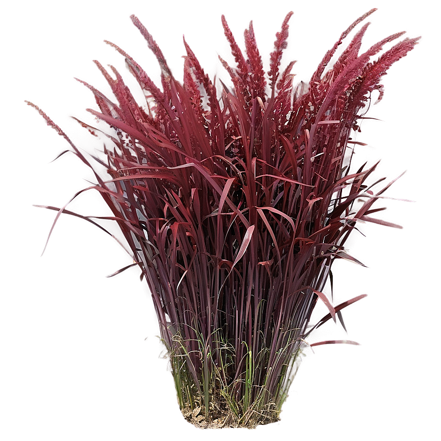 Red Ornamental Grass Png 06212024 PNG Image