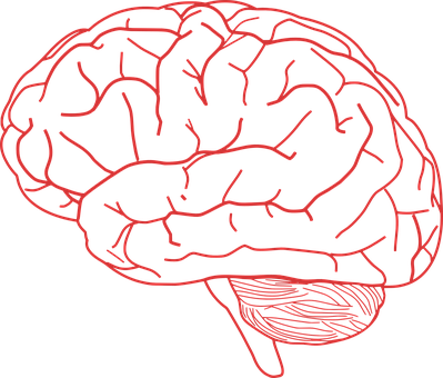 Red Outline Brain Illustration PNG Image