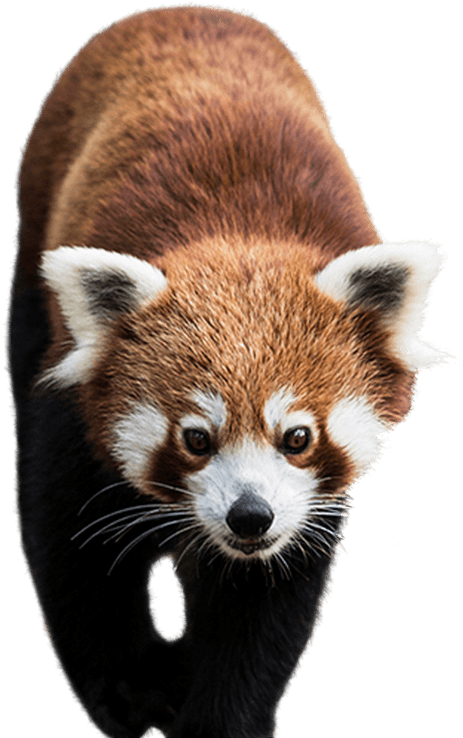 Red Panda Portrait PNG Image