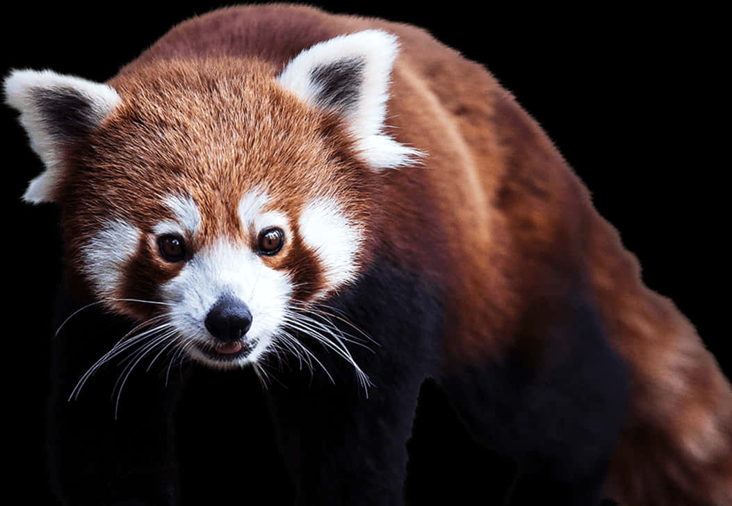 Red Panda Portrait Black Background.jpg PNG Image