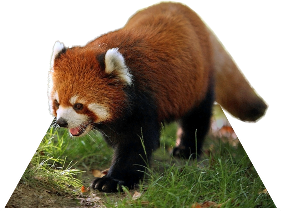 Red Panda Walking Grass PNG Image