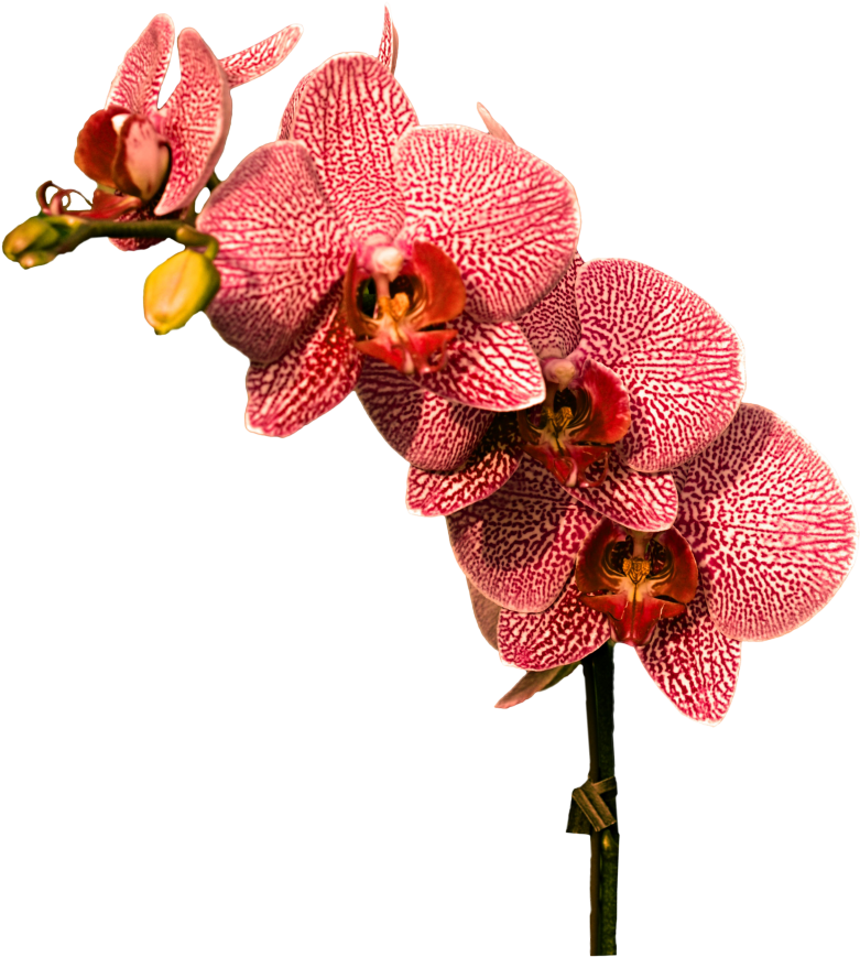 Red Patterned Orchid Flowers PNG Image