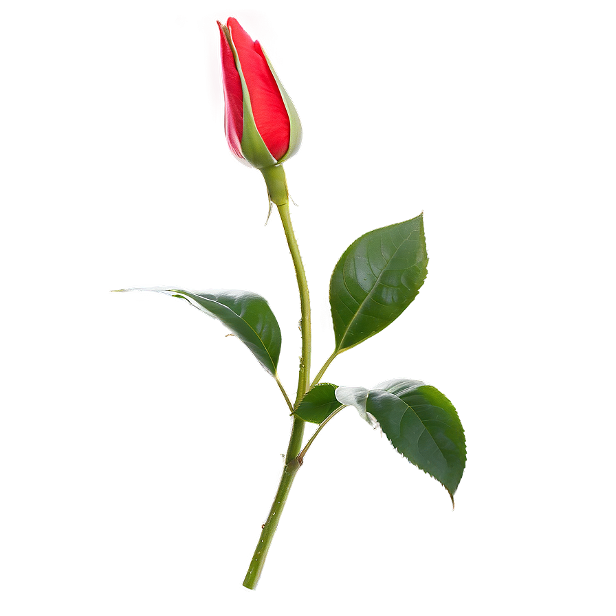 Red Rose Bud Png Mgg PNG Image