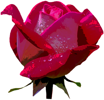 Red Rose Dewdrops Dark Background PNG Image