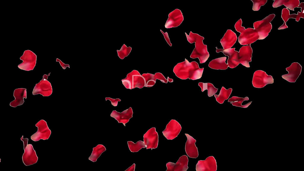 Red Rose Petals Falling Black Background PNG Image