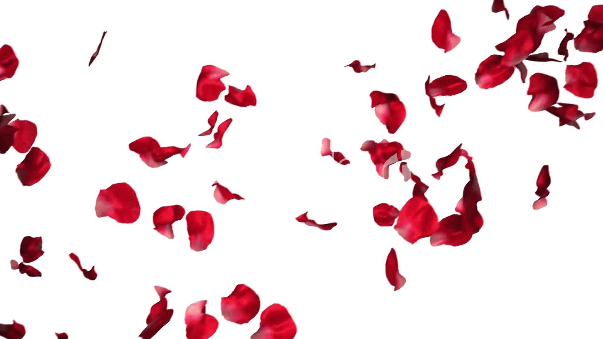 Red Rose Petals Falling PNG Image