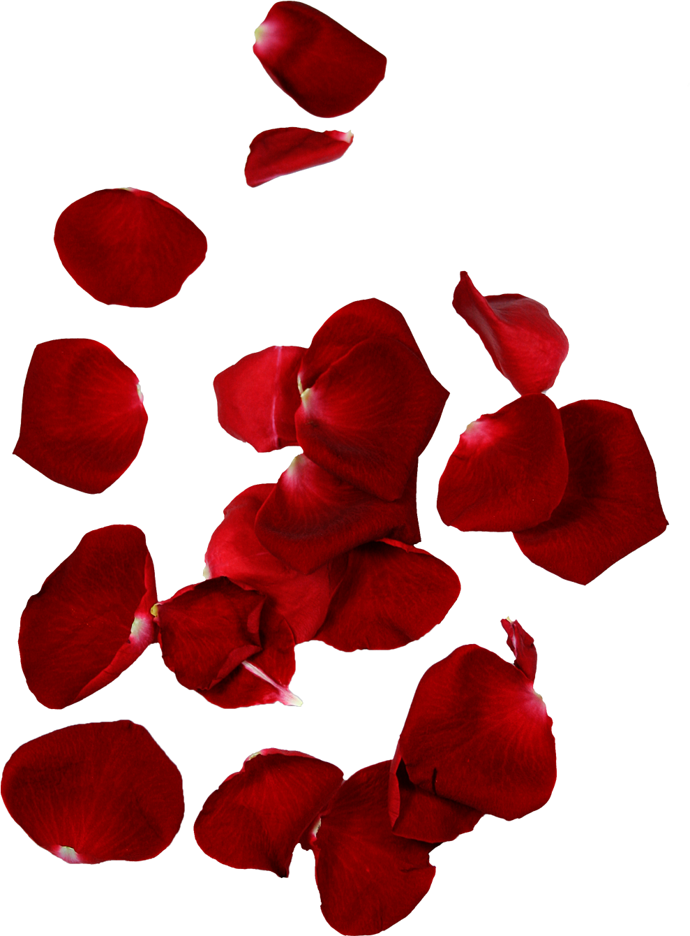 Red Rose Petals Floating PNG Image