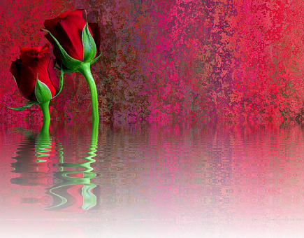 Red Rose Reflection Artwork PNG Image