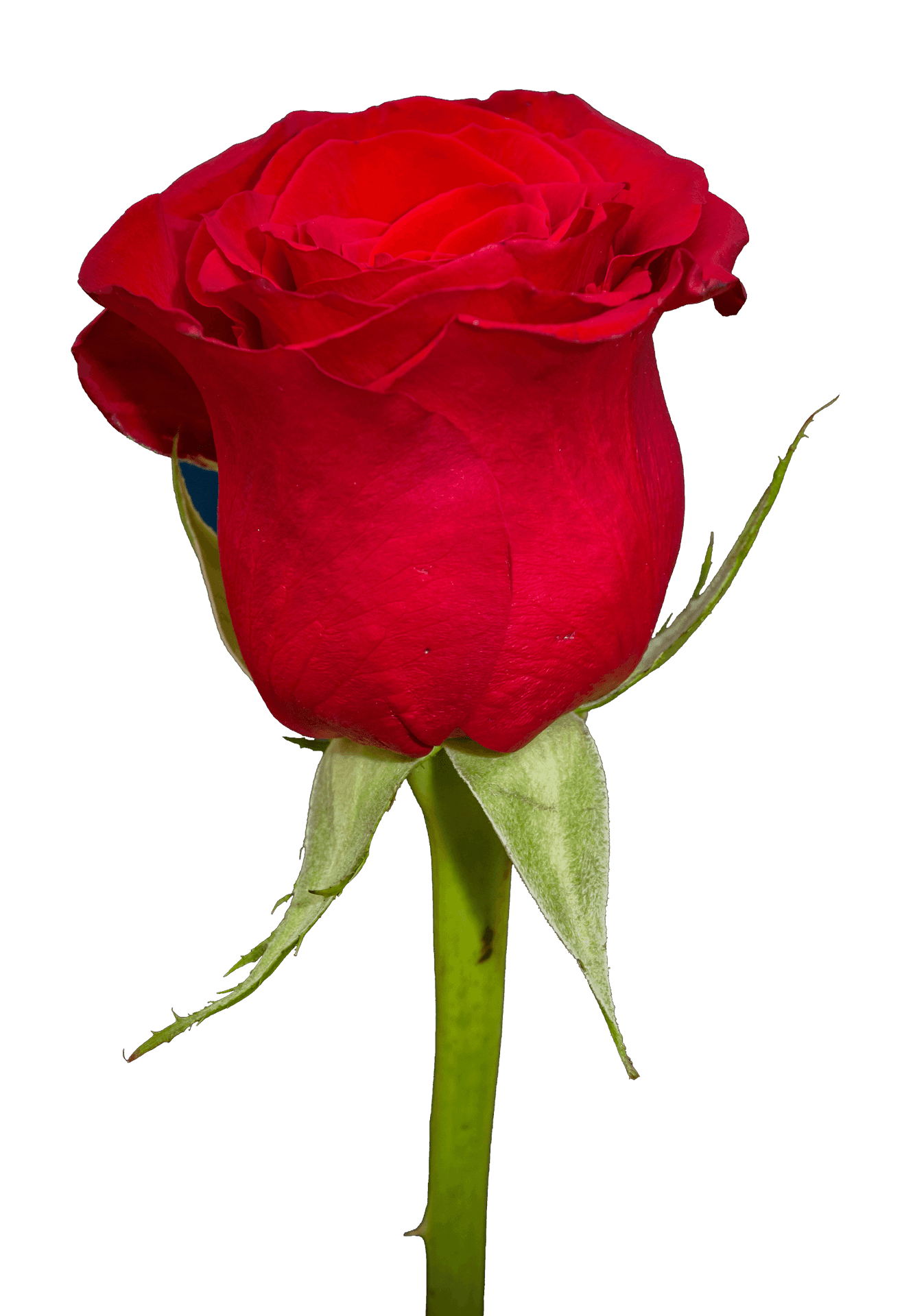 Red Rose Single Stem Portrait PNG Image