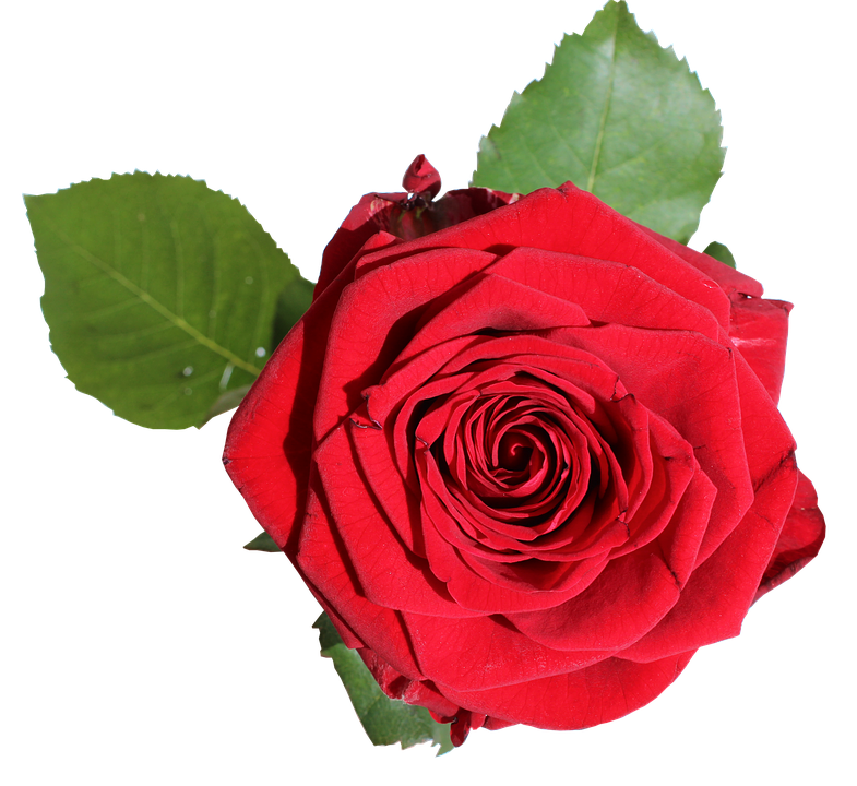 Red Rose Transparent Background PNG Image