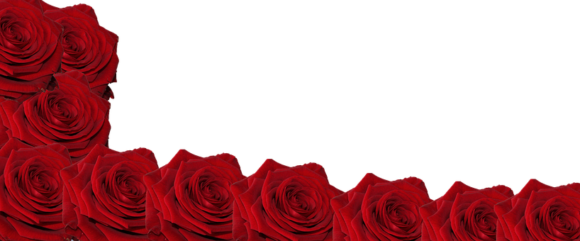 Red Roses Black Background PNG Image